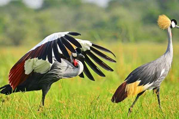 Bird Watching Safaris in Tanzania